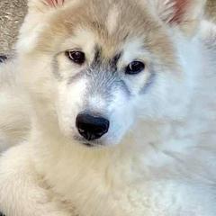 Siberian Huskies from Anna's Siberian Huskies