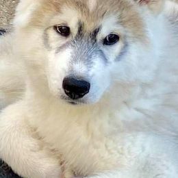 Siberian Huskies from Anna's Siberian Huskies