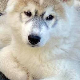 Siberian Huskies from Anna's Siberian Huskies