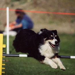 Australian Shepherd All Grown Up from Windmill Australian Shepherds