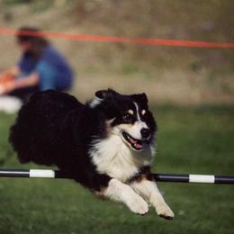 Australian Shepherd All Grown Up from Windmill Australian Shepherds