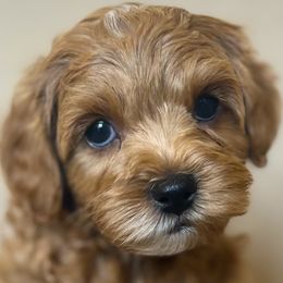 George - Red male Cavapoo puppy in West Point, Utah from The Cavapoo Family