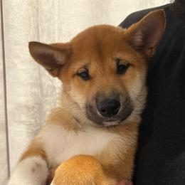 Teddy - Red male Shiba Inu puppy in Elizabeth, New Jersey from Shiba Inu Loving Care