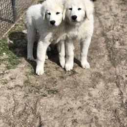 Australian Shepherd and Maremma Sheepdog Puppies from Wild R Australian Shepherds