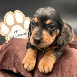 Dil - Dapple male Dachshund puppy in Ben Wheeler, Texas from P&P Dachshunds