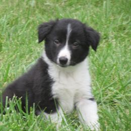 Border Collie Puppies from MoonStar Farm