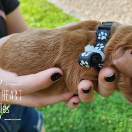 Goldendoodle Puppies from Sacred Heart Doodles