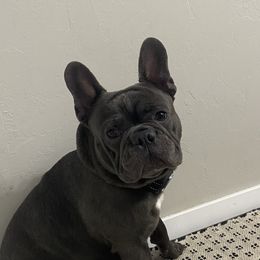 Creed - French Bulldog