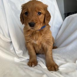 Golden Retriever Puppies from Thoroughmark Retrievers