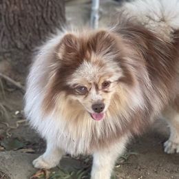 Pomeranians from SD Bullies