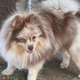 Pomeranians from SD Bullies