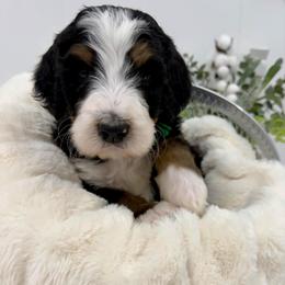 Sugar Cookie - Tri-color male Bernedoodle puppy in Hegins, Pennsylvania from Bubbling Springs Doodles, LLC