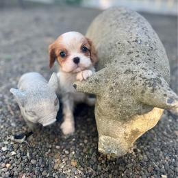 Fire Cracker - Blenheim male Cavalier King Charles Spaniel puppy in Bainbridge, New York from M & M Cavaliers