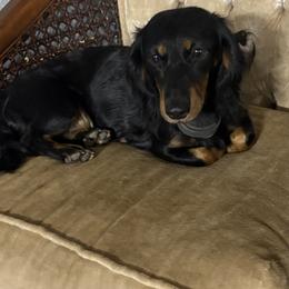 Boone - Dachshund