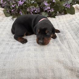 Hazel - Black and rust female Doberman Pinscher puppy in Dundee, Ohio from Gold Star Canines