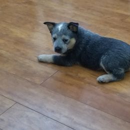 Australian Cattle Dog Puppies from Buffalo Valley AKC Australian Cattle Dogs