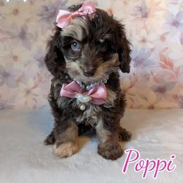 Goldendoodle and Shihpoo Puppies from Bellady's Shihpoos