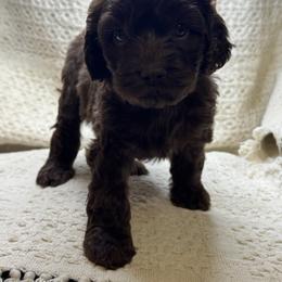 Yellow collar - Brown female Cockapoo puppy in Berea, Kentucky from Blair’s Furry Friends