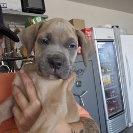 Light pink-Straw carrier - Gray female Cane Corso puppy in Fritch, Texas from Carrie Brown's Cane Corsos