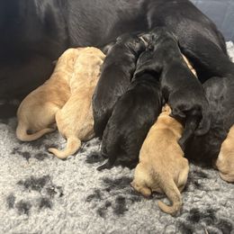 Male 3 - Black male Labrador Retriever puppy in Murrieta, California from The Golden Leash Kennels
