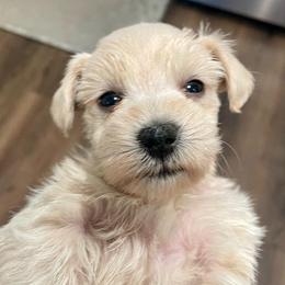 Spencer - Wheaten male Miniature Schnauzer puppy in Interlachen, Florida from Pam's Schnauzers