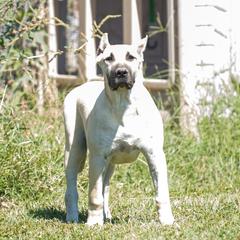 Fawn girl Blue x Masca - Fawn female Perro de Presa Canario puppy in Leitchfield, Kentucky from Rey Gladiador Presa Canario
