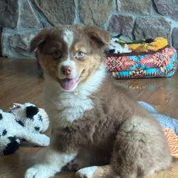 Whopper- rtm8 - Red tri-color male Australian Shepherd puppy in Chehalis, Washington from Wandering Acres Ranch