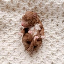 Orion - Red  male Goldendoodle puppy in Cold Spring, Minnesota from A.N.A. Doodles