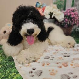 Elias - Black and white male Cavapoo puppy in Lebanon, Missouri from Leerose Puppies