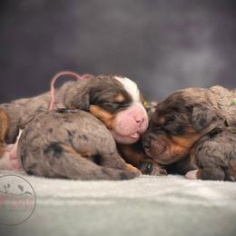 Bernedoodle, Goldendoodle, Golden Retriever, and Poodle Puppies from Red String Farmstead