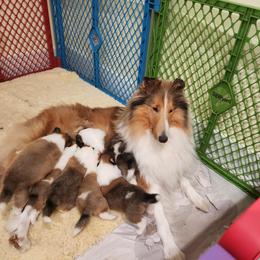 Girl 2 - Collie puppy in Newtown, Connecticut from Lakewinds Collies & Bulldogs