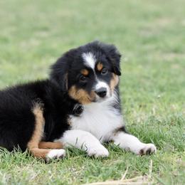 Boots - Black tri male Miniature Australian Shepherd puppy in Wichita Falls, Texas from Shooting Stars Ranch Toy and Mini Aussies