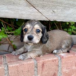 Earl - Cream male Dachshund puppy in Deming, New Mexico from FoxieDoxies of New Mexico