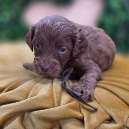 Hopper - Red  male Goldendoodle puppy in Decatur, Tennessee from Diamond's Doodles