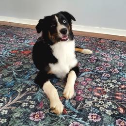 Australian Shepherd All Grown Up from Mountainside Aussies