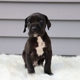 Boy 3 - Great Dane puppy in Michigan from Ohana Great Danes of Michigan