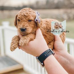 Dachshund, Goldendoodle, and Sheepadoodle Puppies from Doodles & Doxies