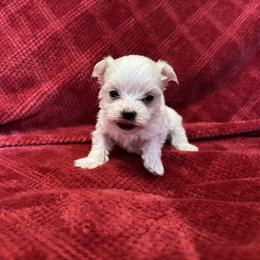 Tofu - Tri-color male Coton de Tulear puppy in Avery Creek, North Carolina from AVLCOTONLOVE