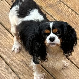 Peaches - Cavalier King Charles Spaniel
