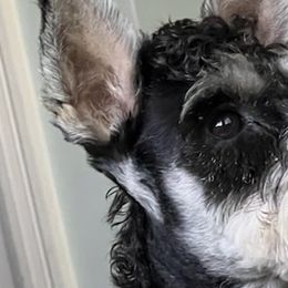 Miniature Schnauzers from Kim Stockstill