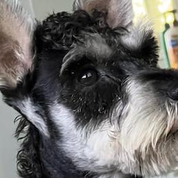 Miniature Schnauzers from Kim Stockstill