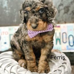Ferris - Merle male Goldendoodle puppy in Pasco, Washington from Camp Doodle Woods