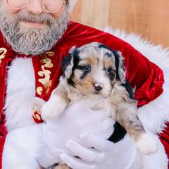 Hazel - female Australian Mountain Doodle puppy in Spanish Fork, Utah from K Brand Doodles