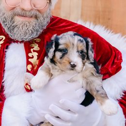 Hazel - female Australian Mountain Doodle puppy in Spanish Fork, Utah from K Brand Doodles