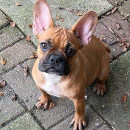 French Bulldogs, Shihpoos, and Shih Tzus from A&A Kennels