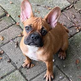 French Bulldogs, Shihpoos, and Shih Tzus from A&A Kennels