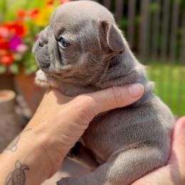 Pocky - Blue fawn male French Bulldog puppy in Miami, Florida from Oceanside French Bulldogs