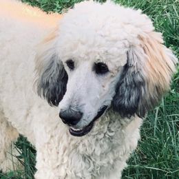 Poodles from BMW Standard Poodles