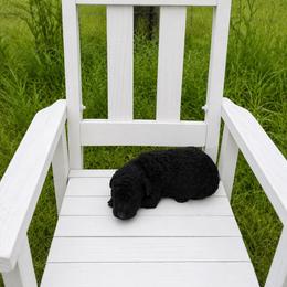 Ginger - Black female Goldendoodle puppy in Milan, Georgia from Cherokee Rose kennels