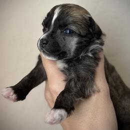 Girl 3 - Cream female Chinese Crested puppy in Tomball, Texas from Gracieux Chinese Cresteds